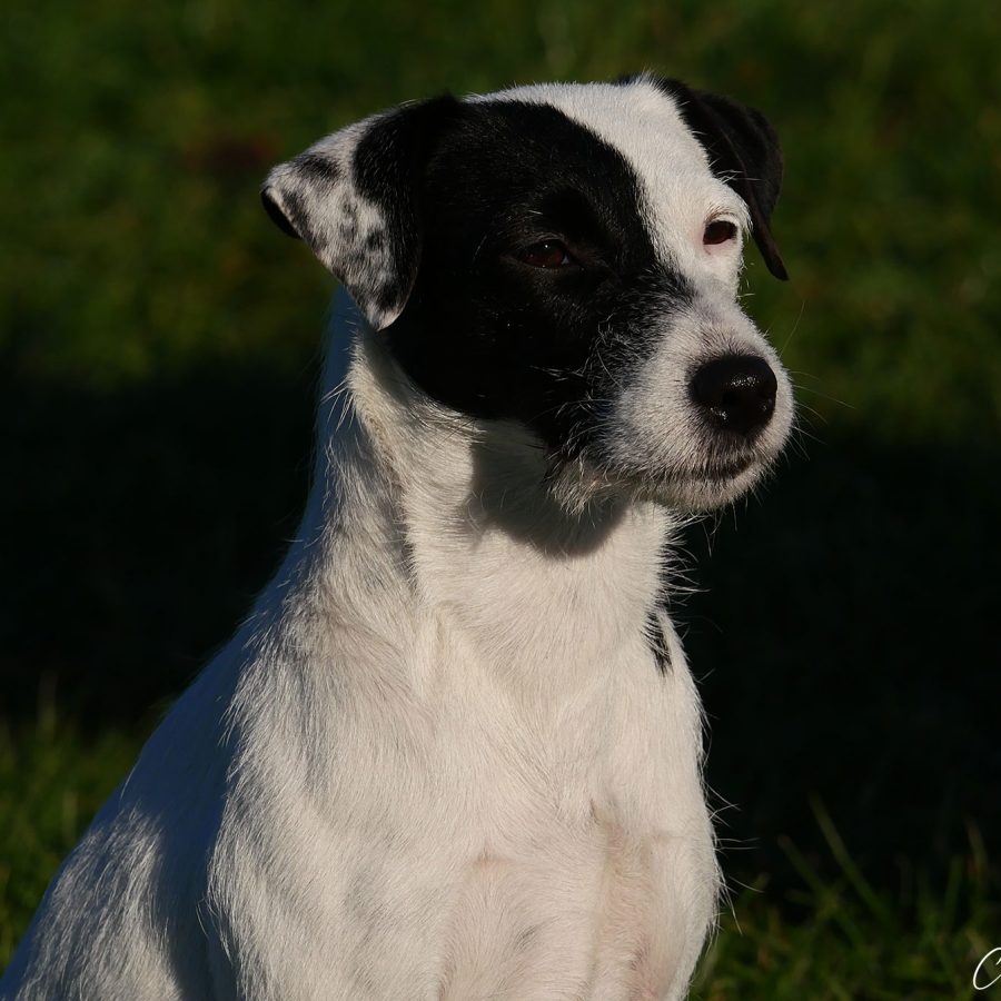 Juppi-Profil Juppi-Profil